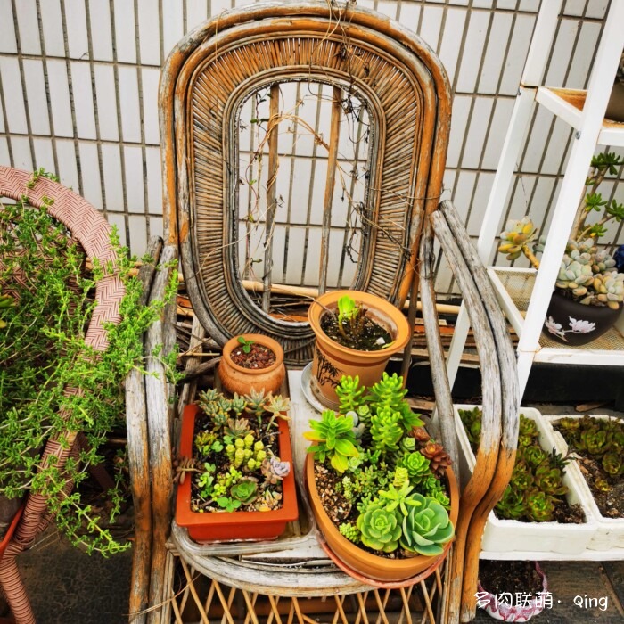 天台香格里拉的多肉