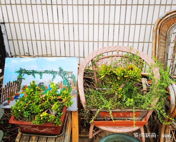 天台香格里拉的多肉