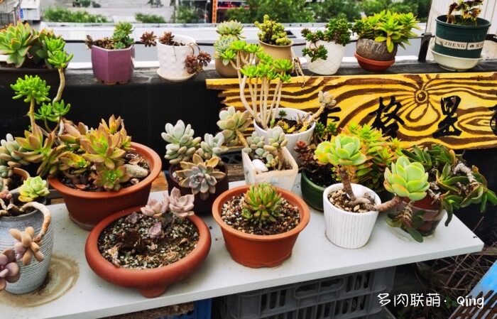 天台香格里拉的多肉