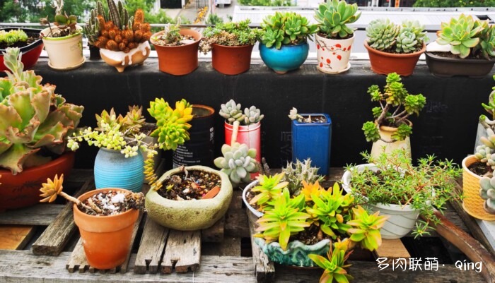 天台香格里拉的多肉