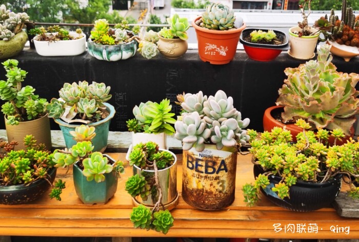 天台香格里拉的多肉