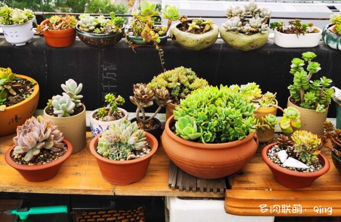 天台香格里拉的多肉