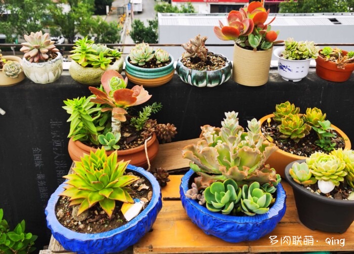 天台香格里拉的多肉