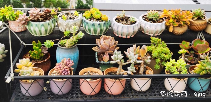 天台香格里拉的多肉