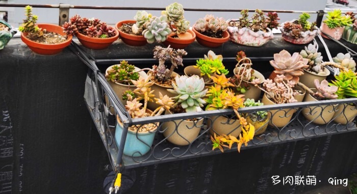 天台香格里拉的多肉