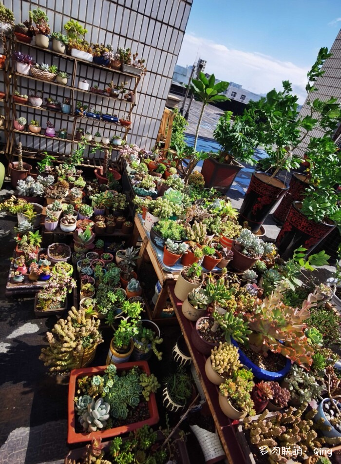 天台香格里拉的多肉