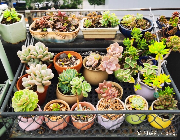 天台香格里拉的多肉