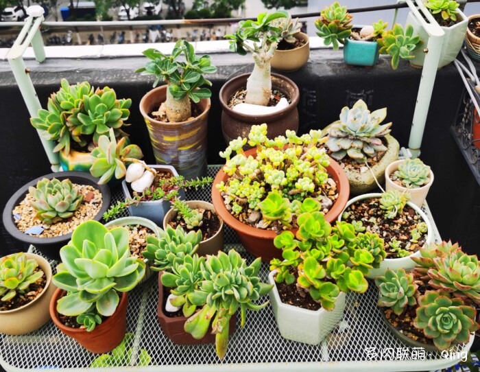 天台香格里拉的多肉