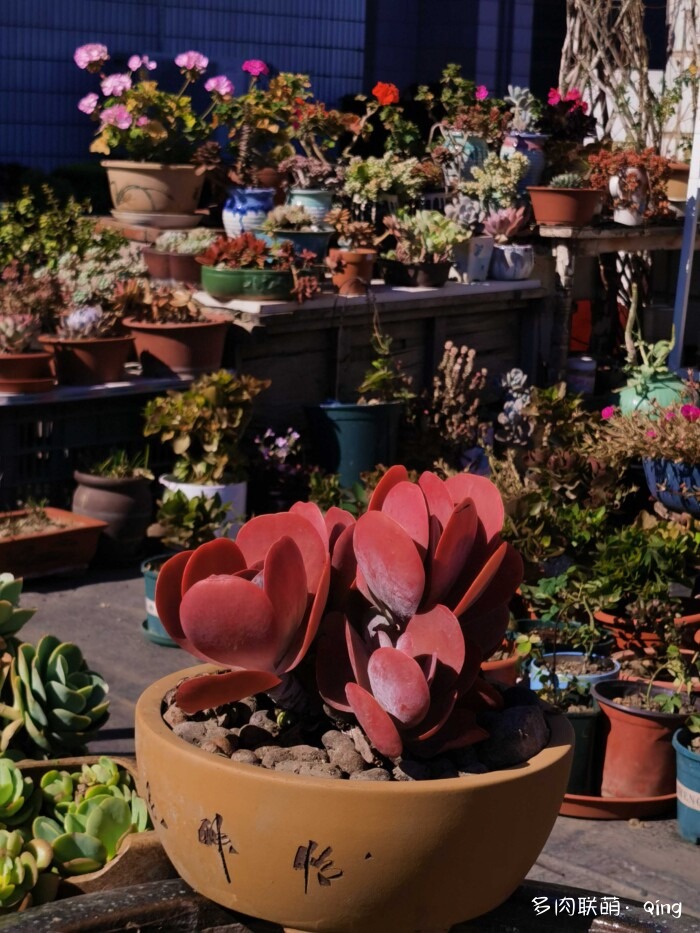 天台香格里拉的多肉