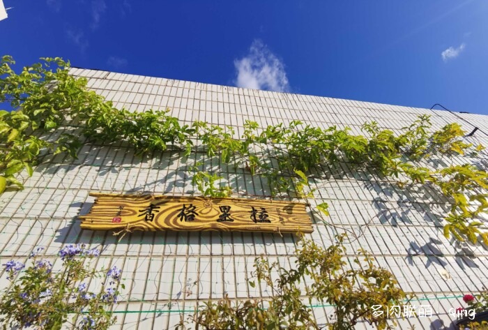 天台香格里拉的多肉