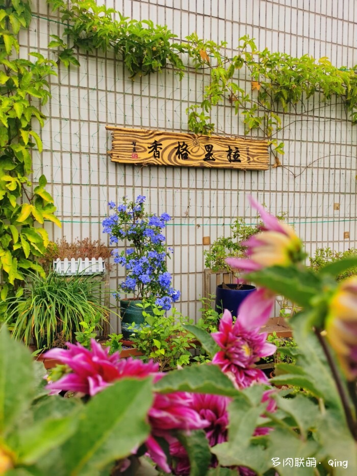 天台香格里拉的多肉