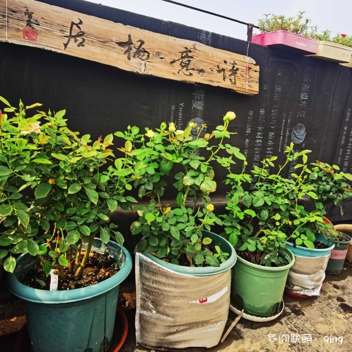 天台香格里拉的多肉