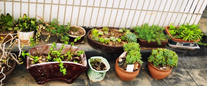 天台香格里拉的多肉