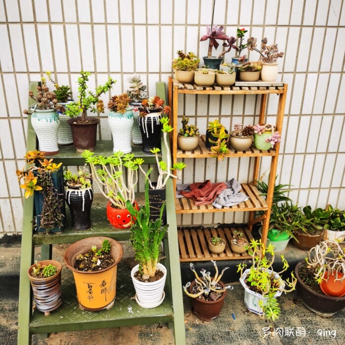 天台香格里拉的多肉