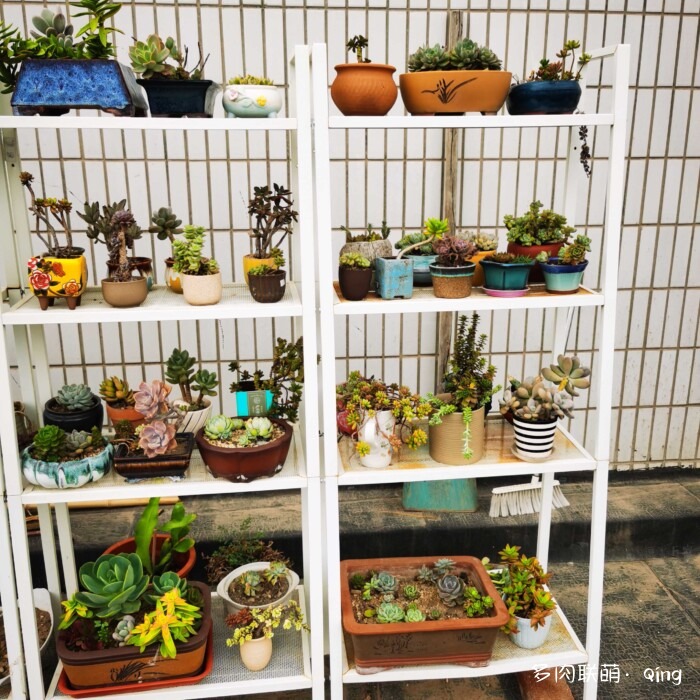 天台香格里拉的多肉