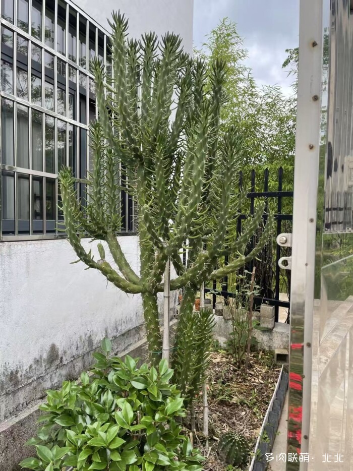 一盆将军柱的八年 – 多肉联萌