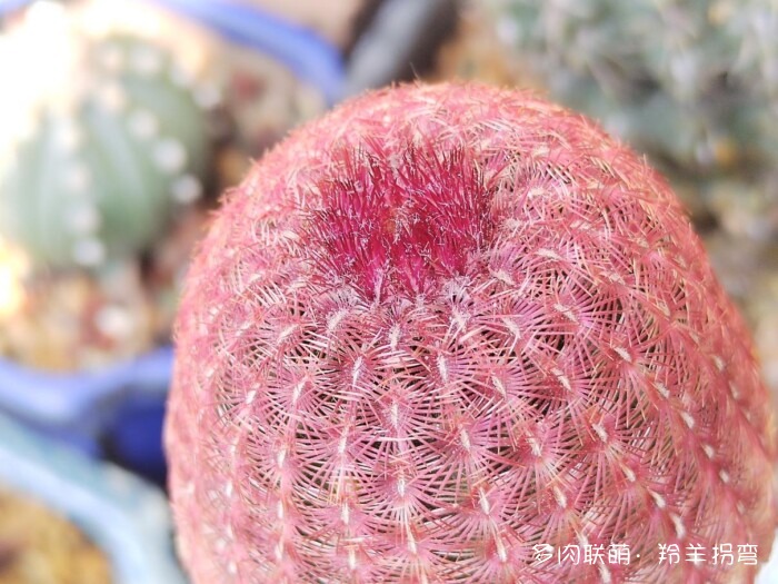 仙人掌的刺,仙人掌的花 – 多肉联萌