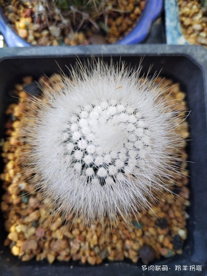 仙人掌的刺,仙人掌的花 – 多肉联萌