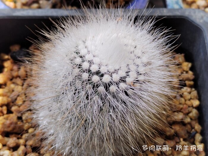 仙人掌的刺,仙人掌的花 – 多肉联萌