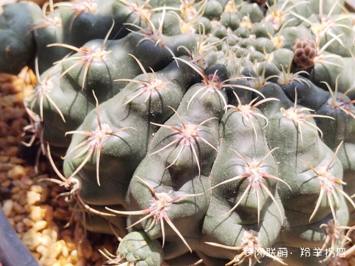 仙人掌的刺,仙人掌的花 – 多肉联萌
